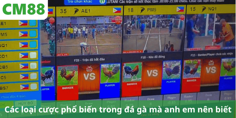 Các loại cược phổ biến trong đá gà mà anh em nên biết